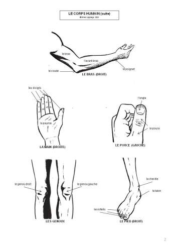 corps humain, anatomie, vocabulaire, vocabulary, French, comic strip, français, bande dessinée