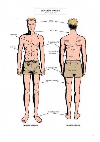 corps humain, anatomie, vocabulaire, français, French